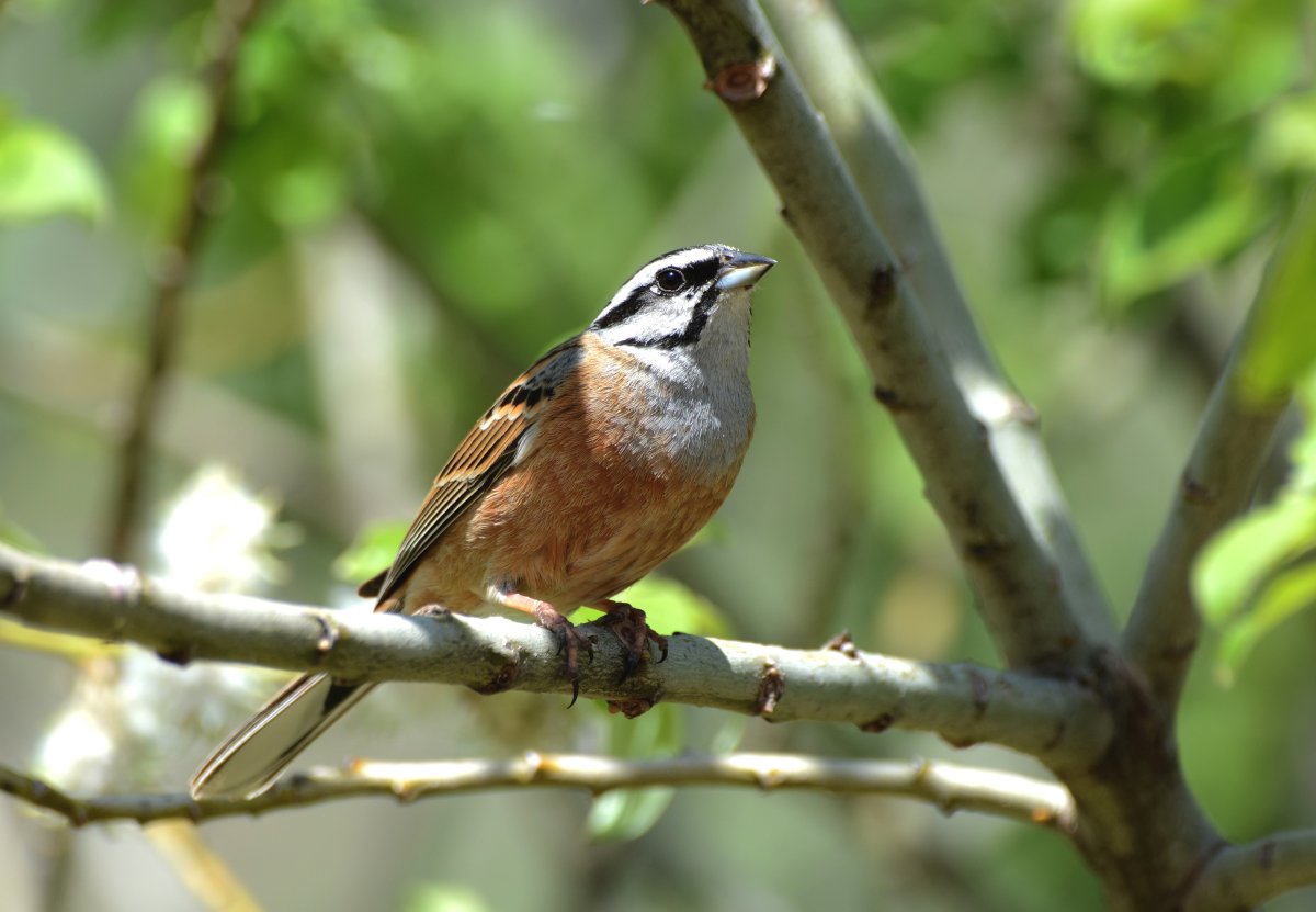 Горная овсянка самец