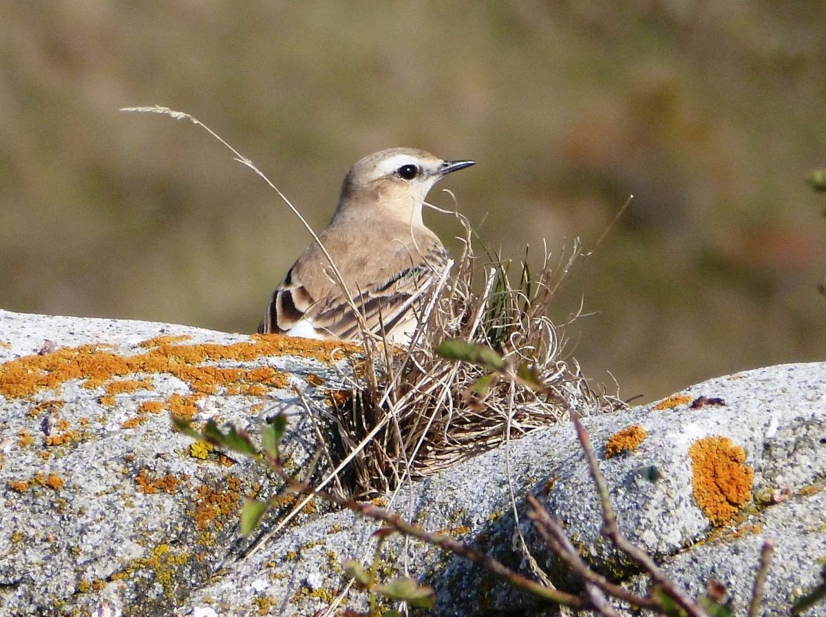 Птицы Северного Кавказа