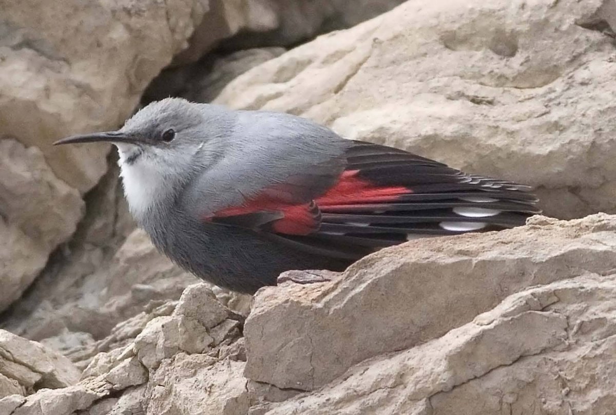 Редкие и исчезающие птицы