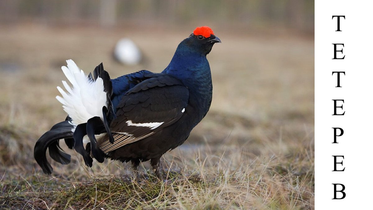 Кавказский тетерев