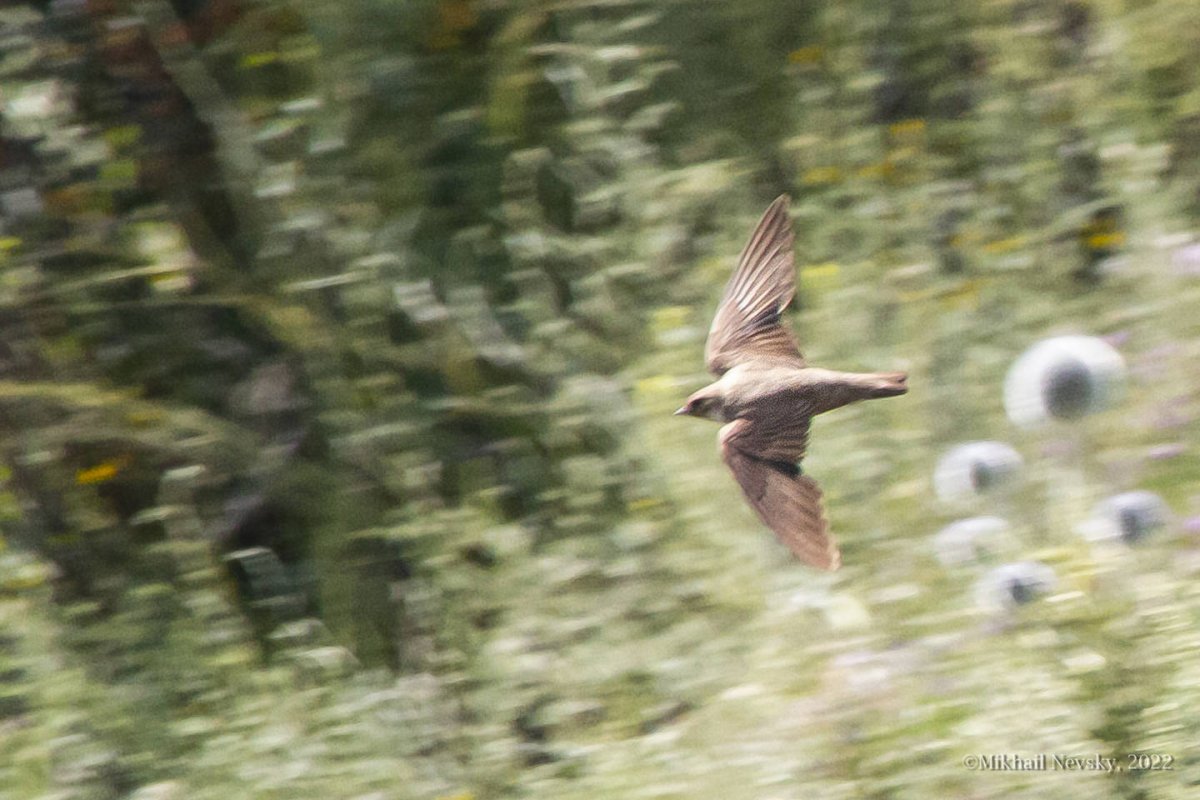 Российский дрон Ласточка