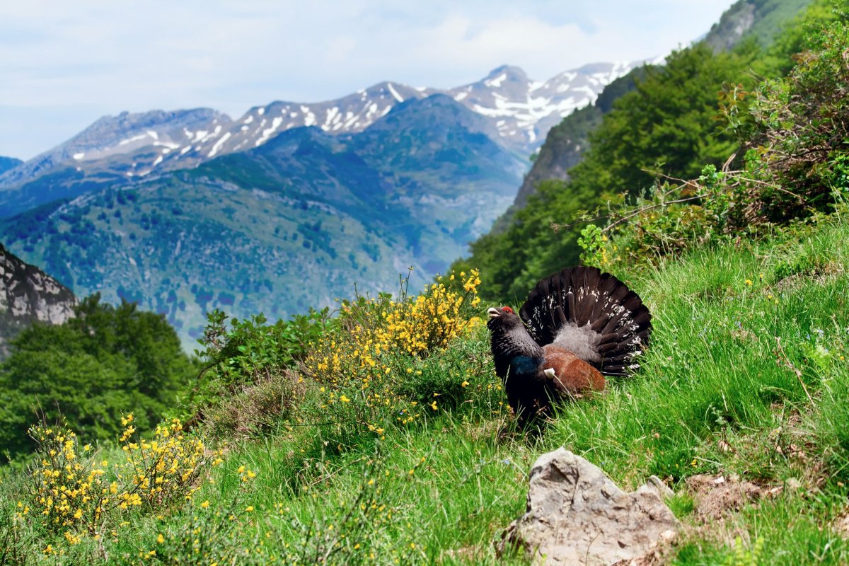Тебердинский заповедник птицы