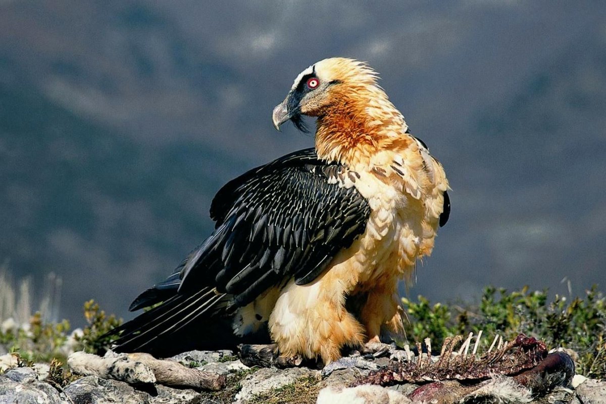 Орёл-ягнятник Бородач