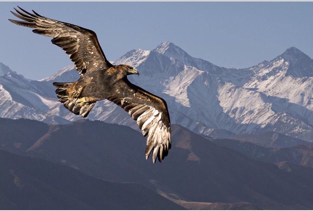 Орел Беркут Дагестана в хребтах Кавказа