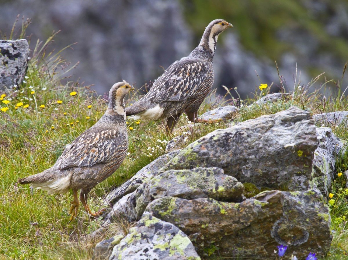 Кавказский биосферный заповедник улар