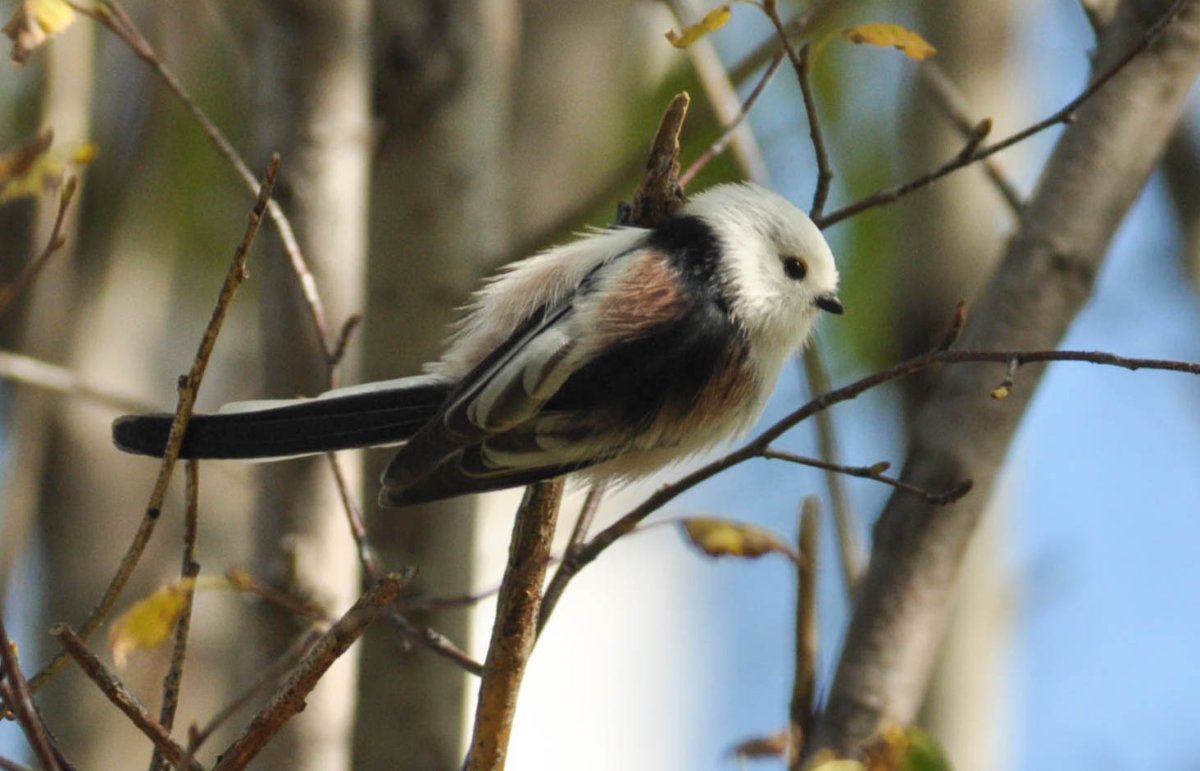 Длиннохвостая синица ареал обитания