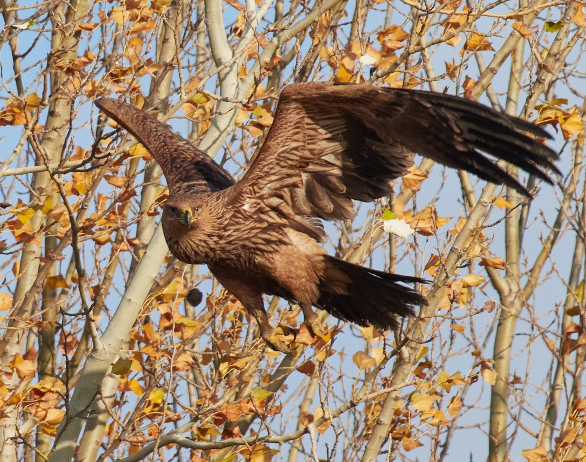 Птицы Северной Осетии Орел