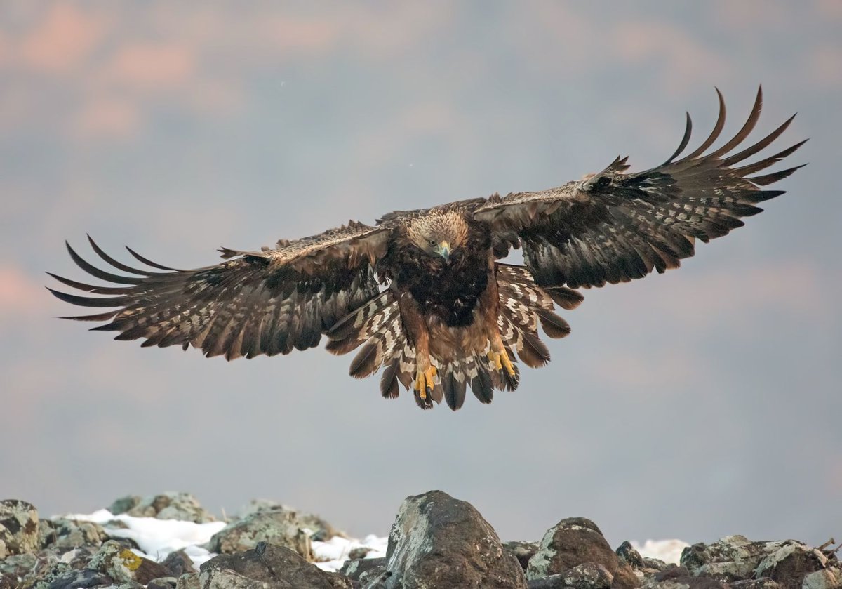 Орел Беркут Дагестана в хребтах Кавказа