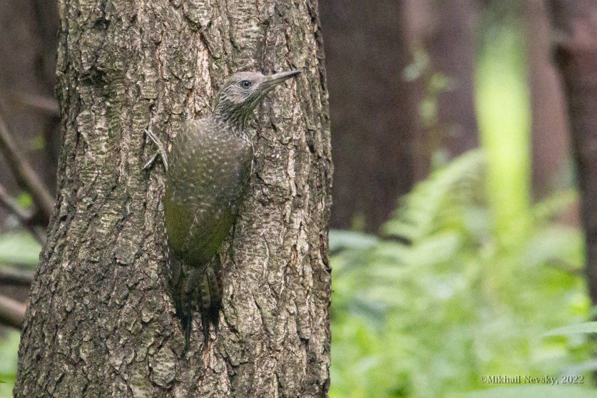 Виды Дятлов в Подмосковье