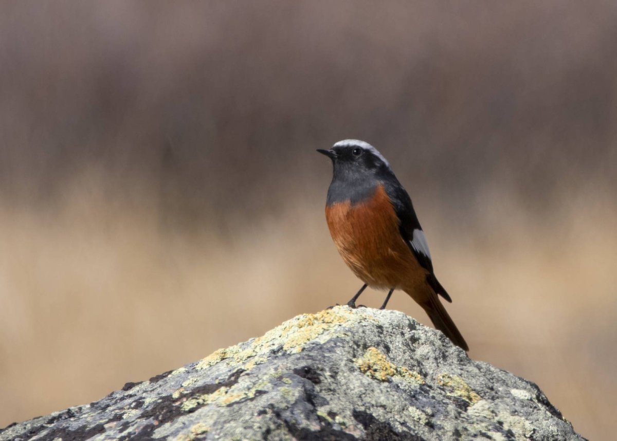 Краснобрюхая горихвостка