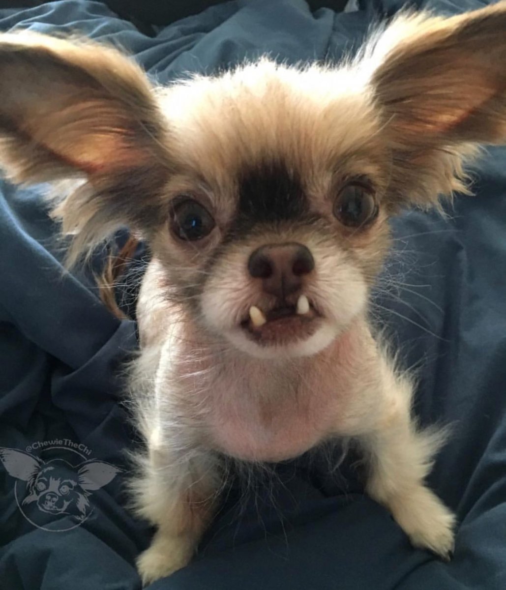 Породы похожие на чихуахуа