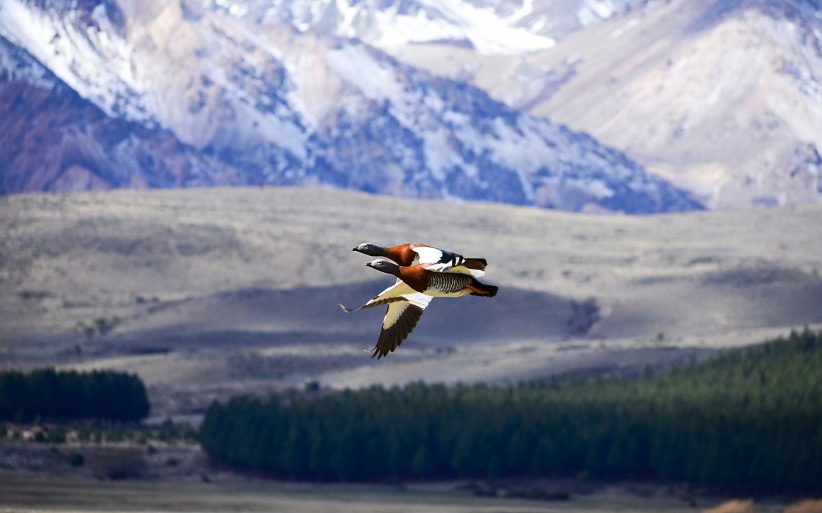 Птицы в горах