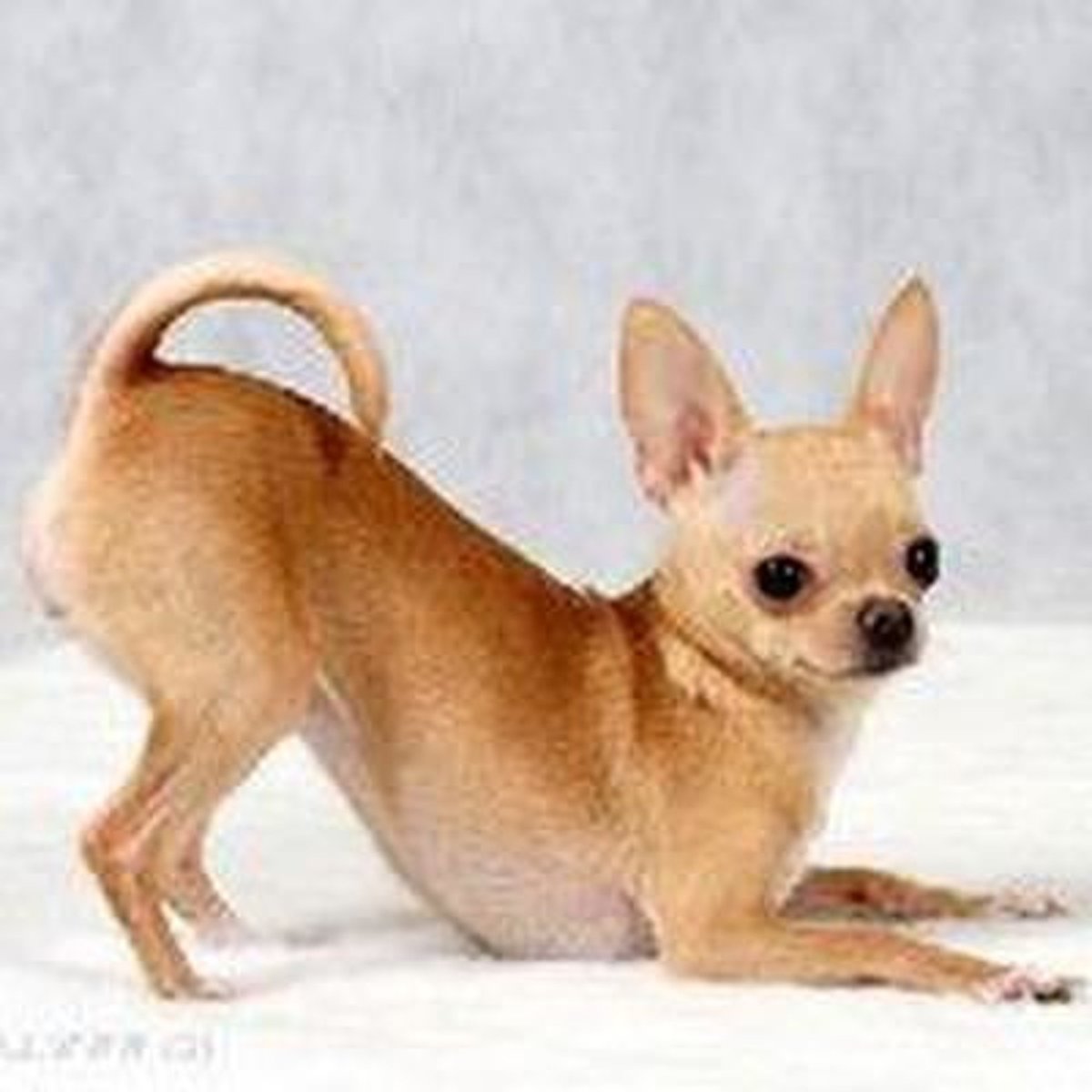 Собачка чихуахуа