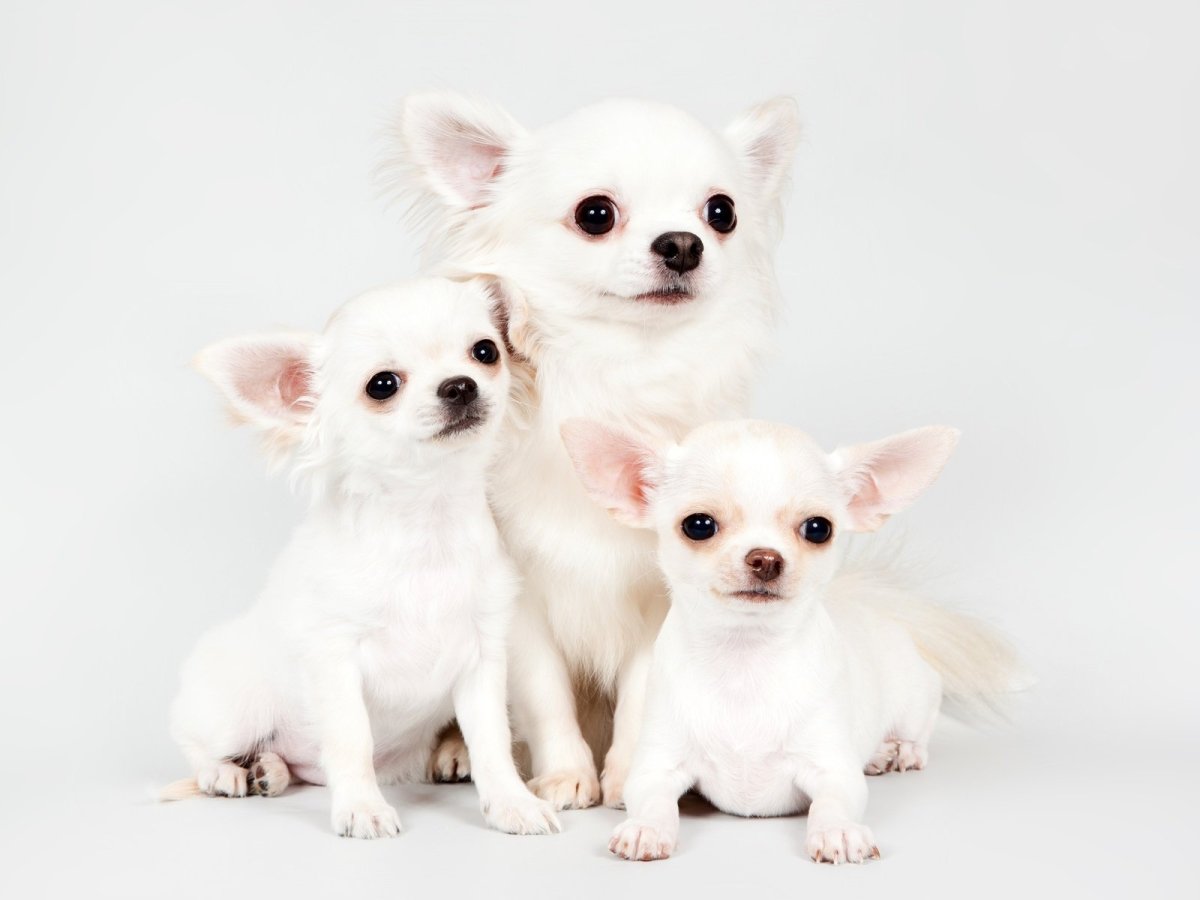 Чихуахуа бело рыжий