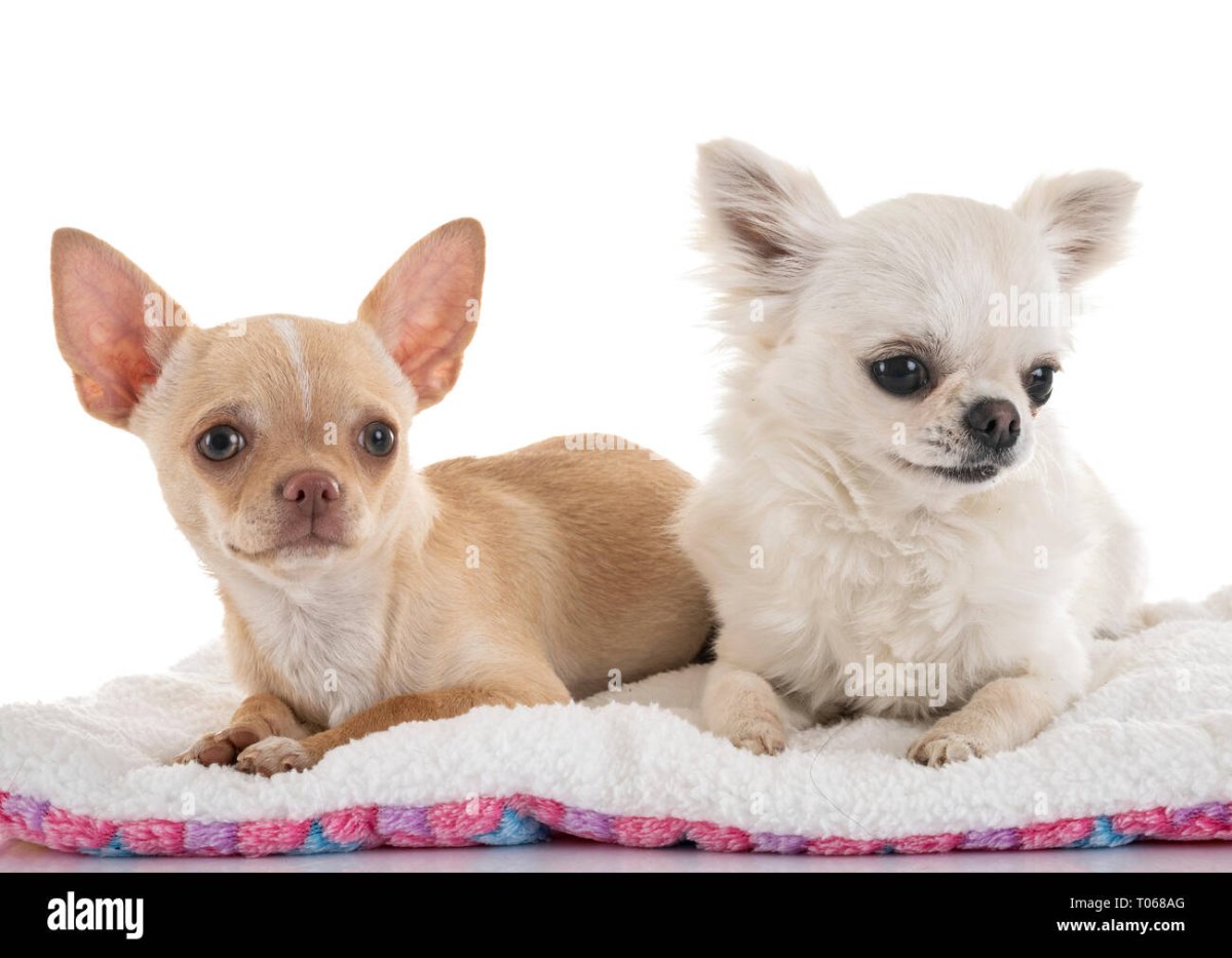 Мексиканская лысая чихуахуа