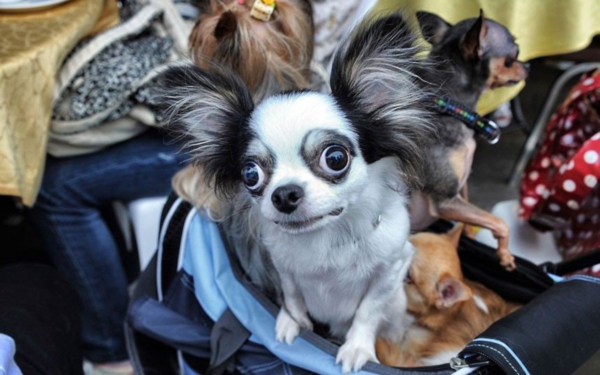 Чихуахуа длинношерстные