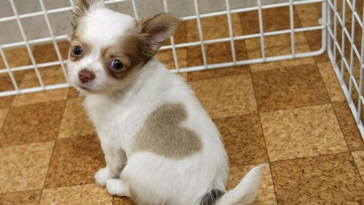 Королевский чихуахуа длинношерстный