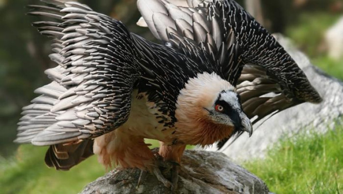 Орел Бородач