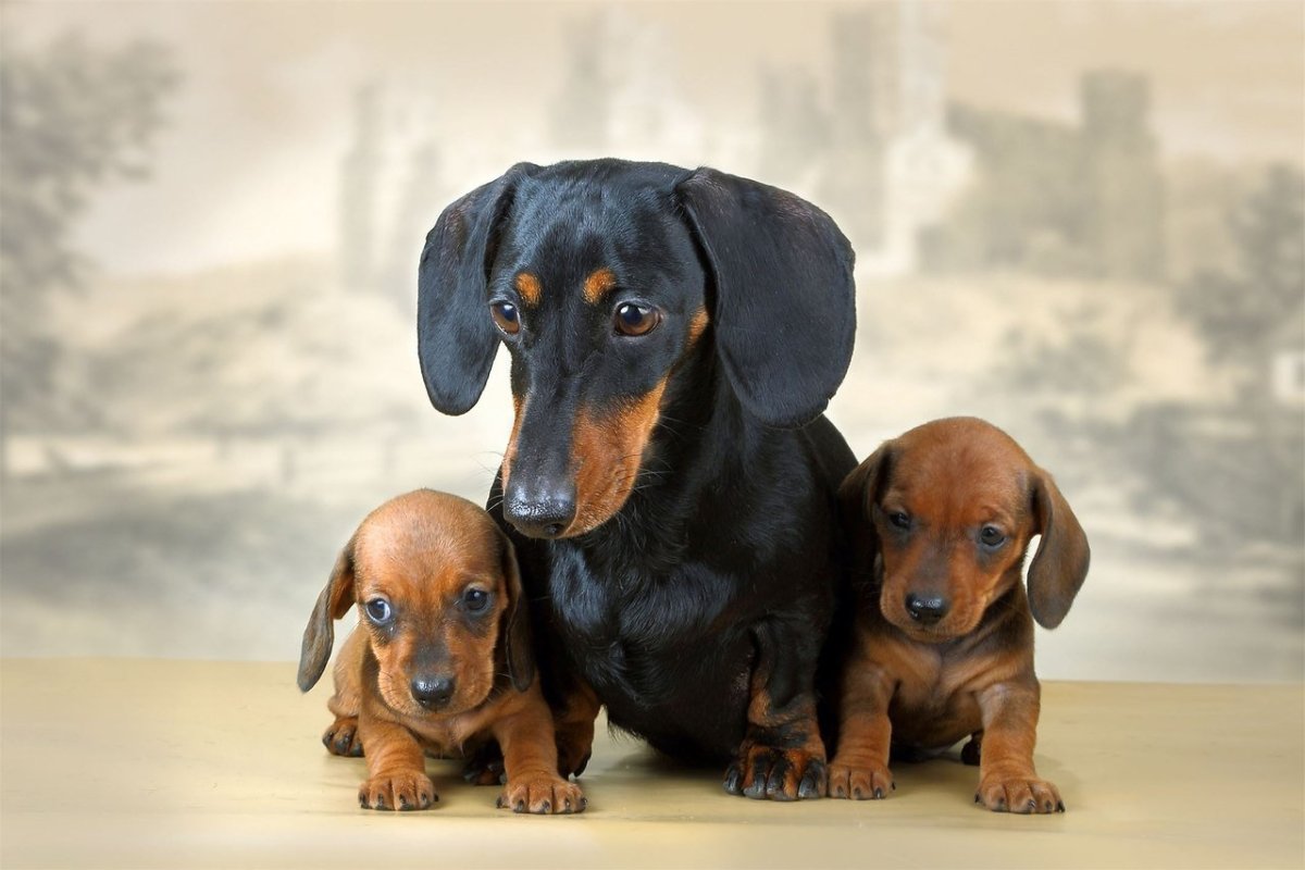 Щенки таксы