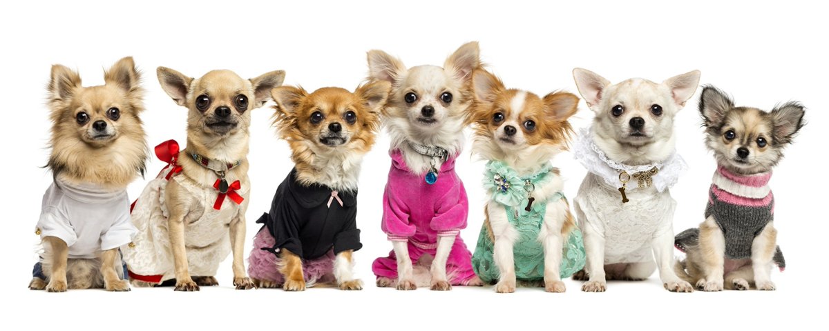 Чихуахуа длинношерстные