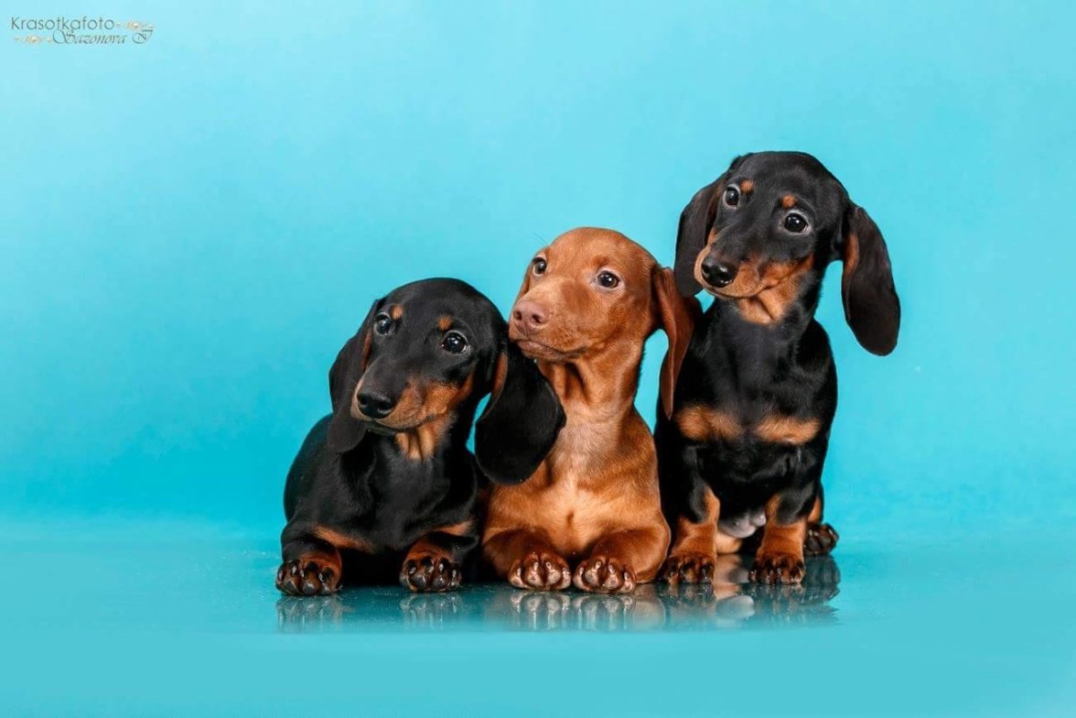 Такса стандарт такса кроличья