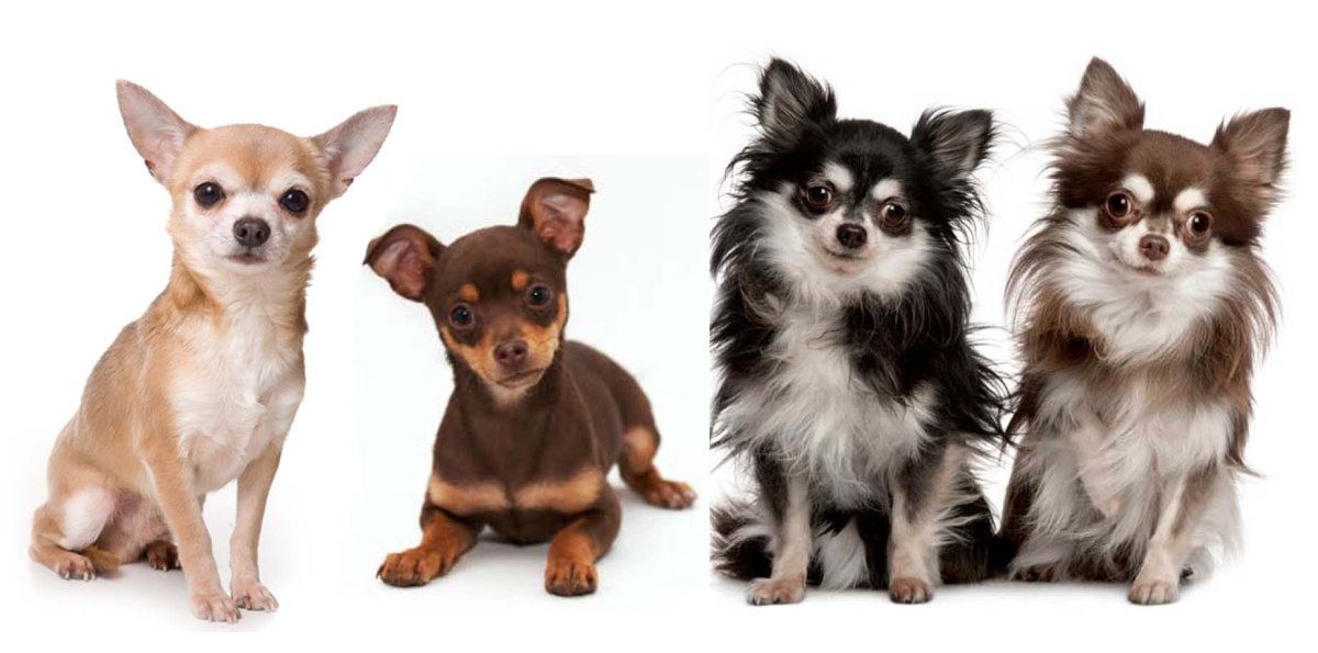 Чихуахуа Беби фейс