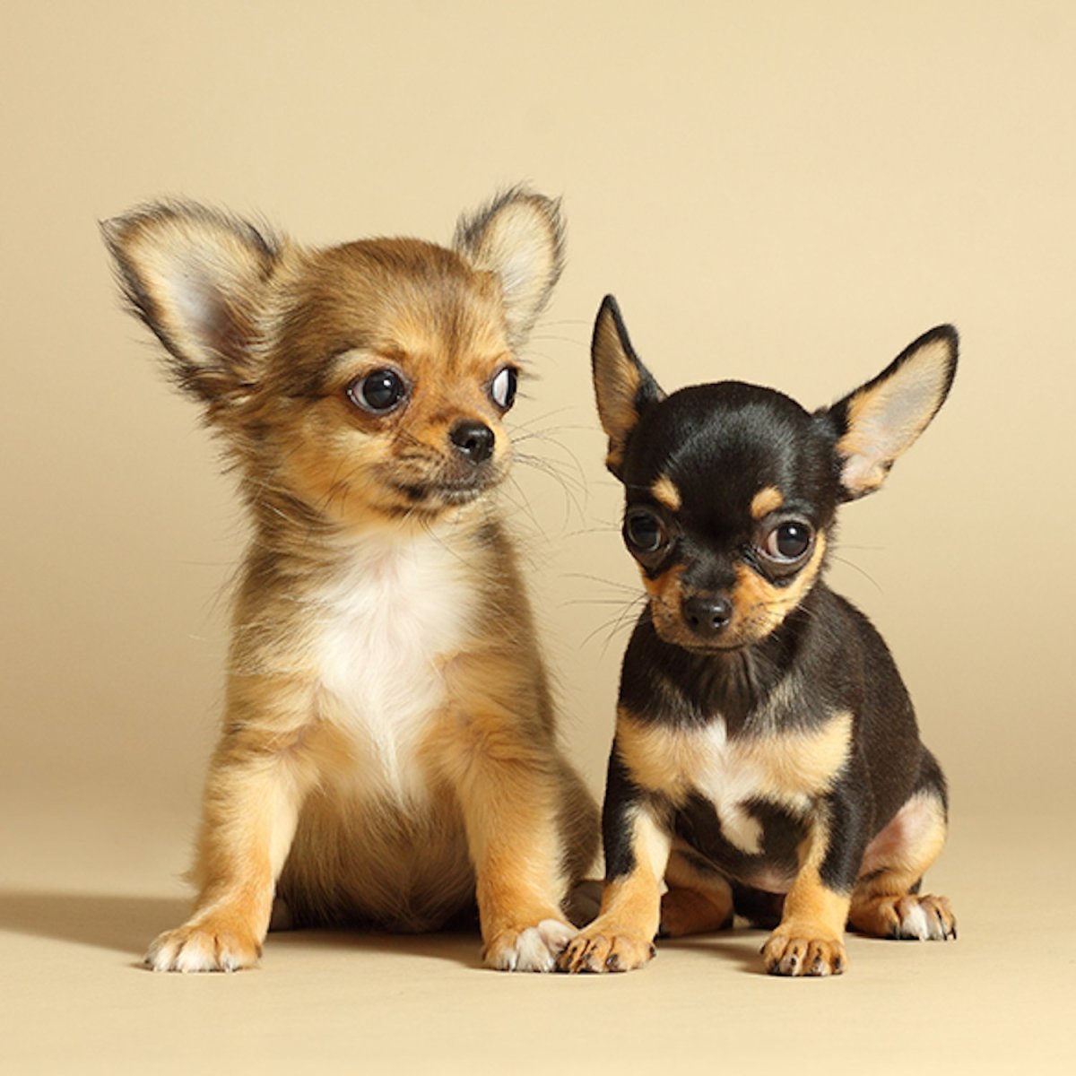 Елочная игрушка чихуахуа