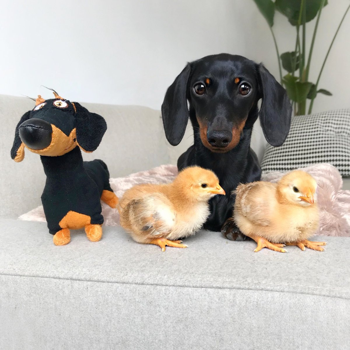 Детеныш таксы