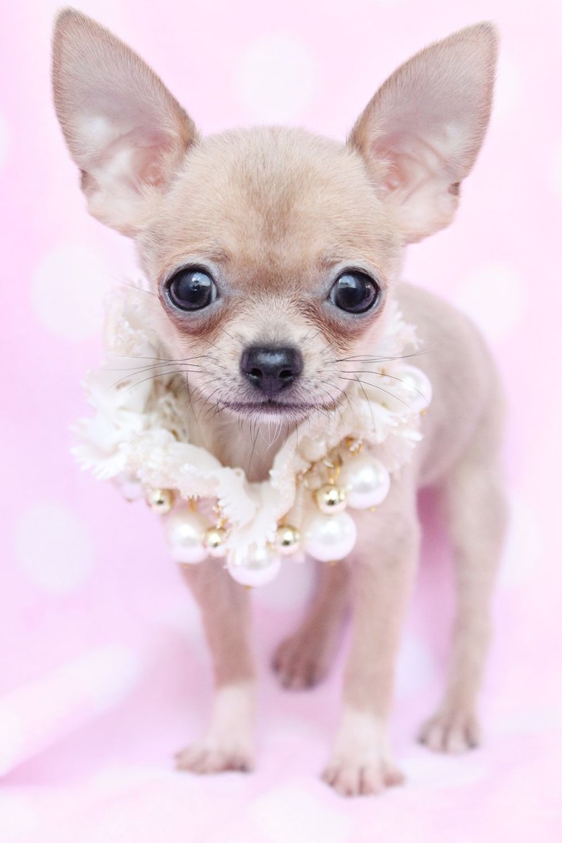 Порода собаки чихуахуа обои