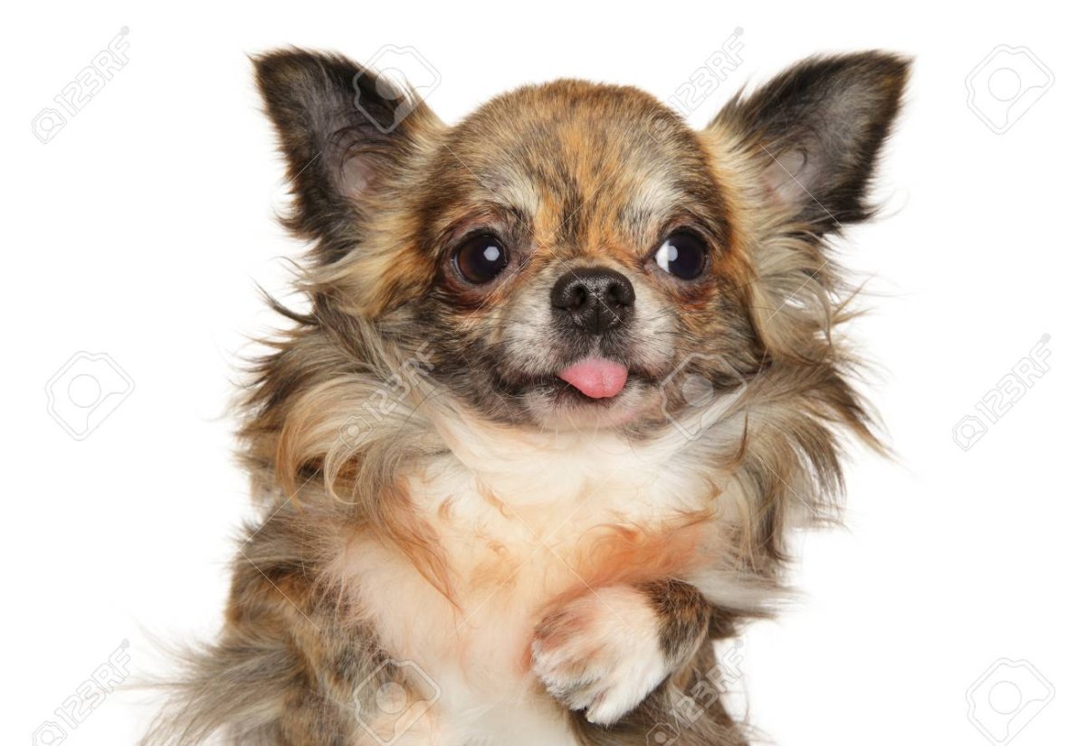 Чихуахуа белая пушистая