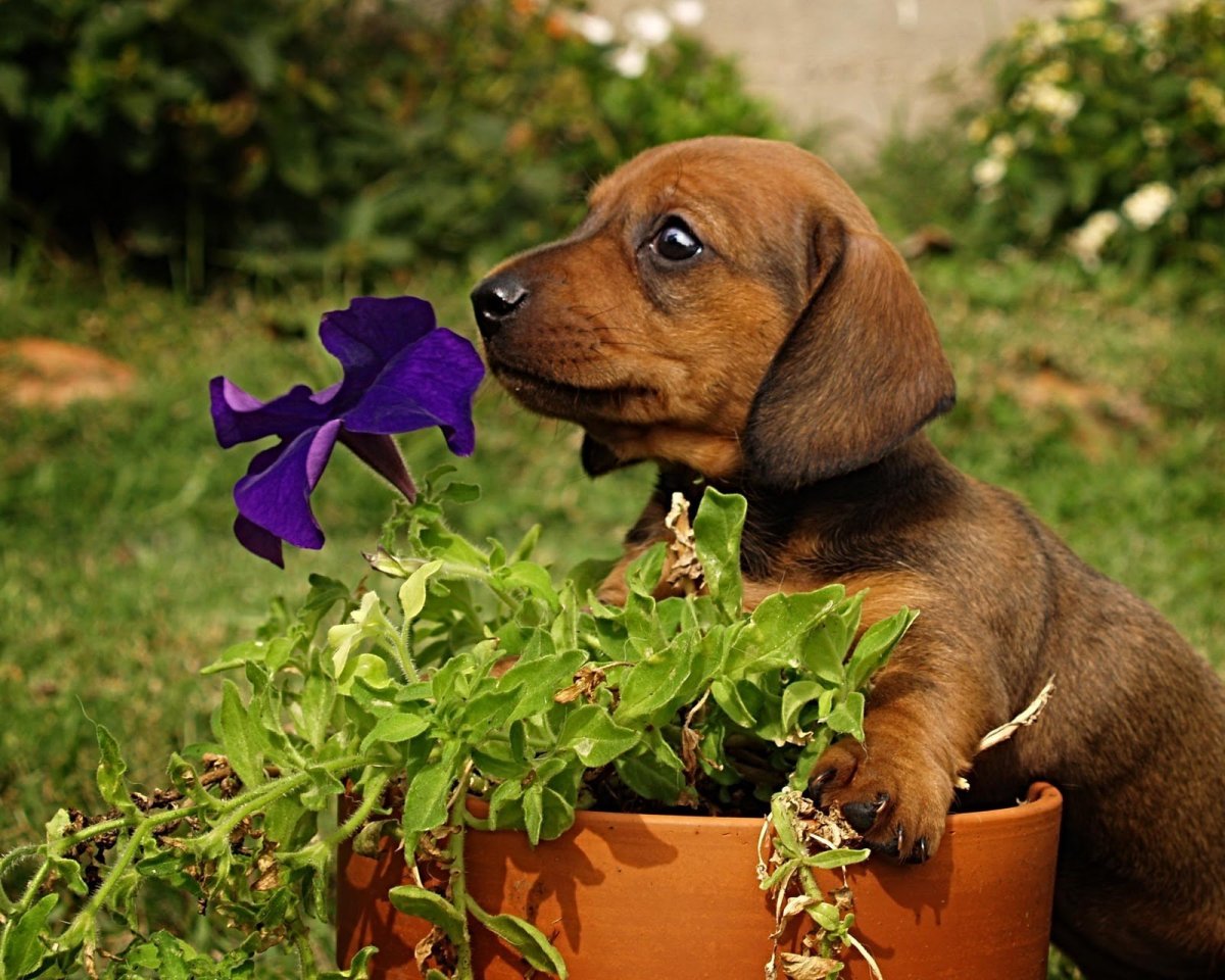 Щенки таксы