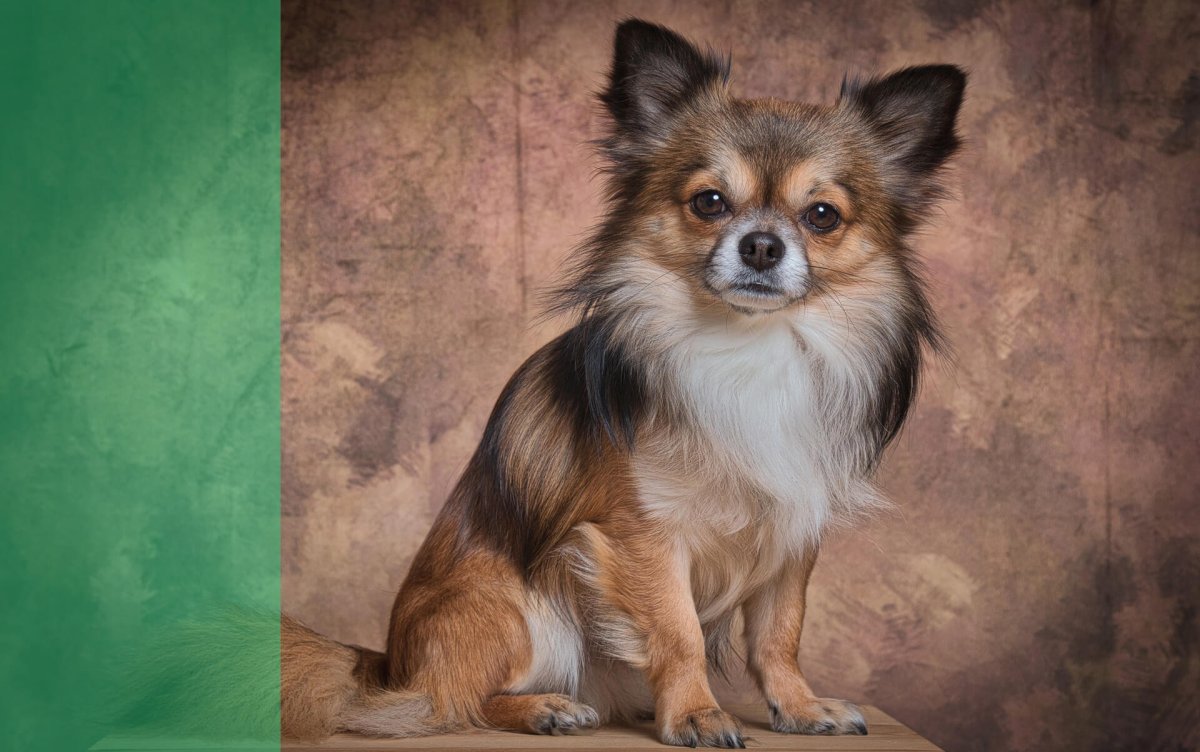 Собака чихуа терьер