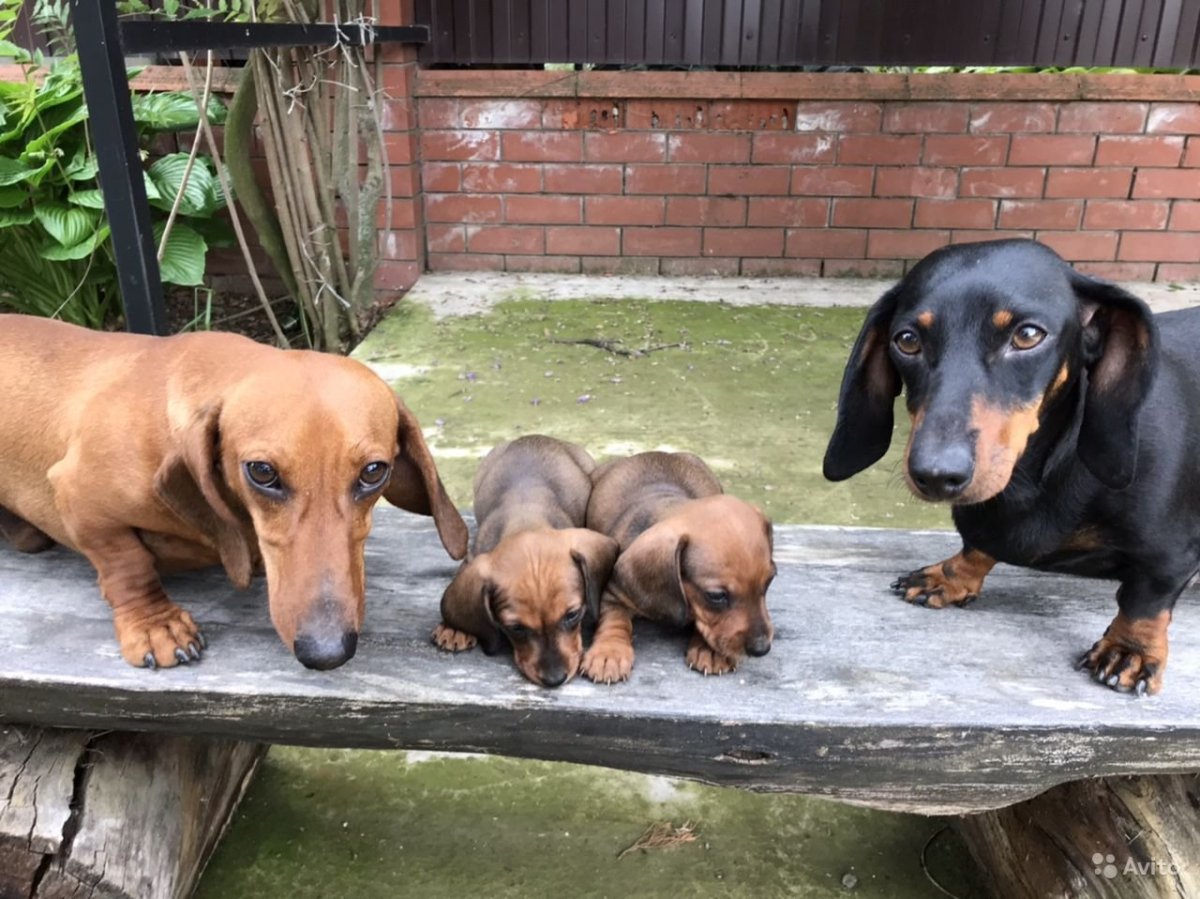 Мраморная карликовая такса