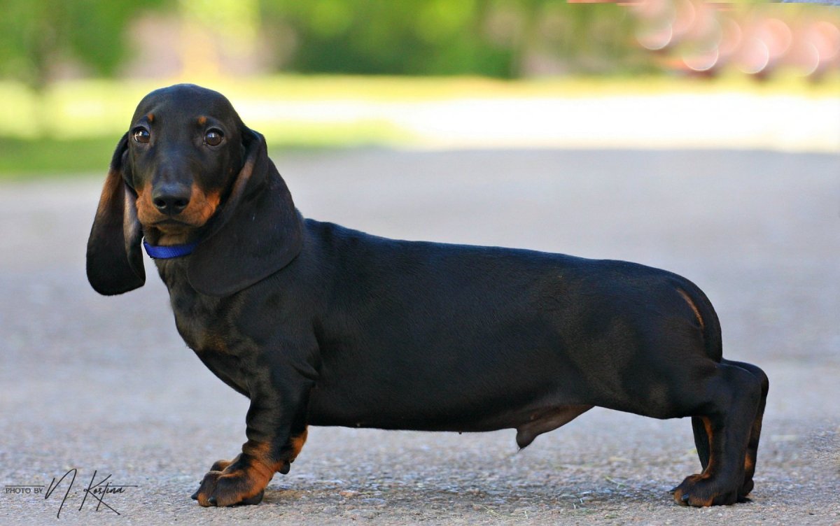 Карликовая такса