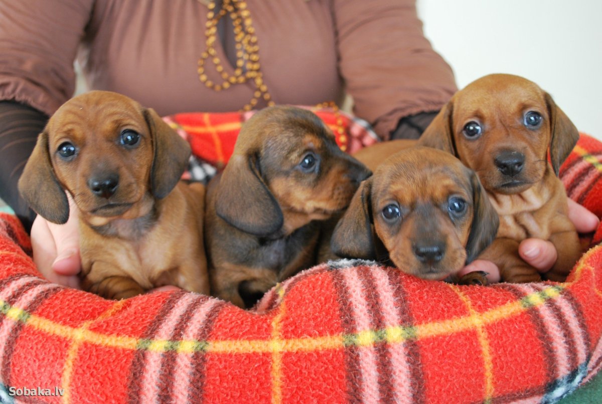 Карликовая такса