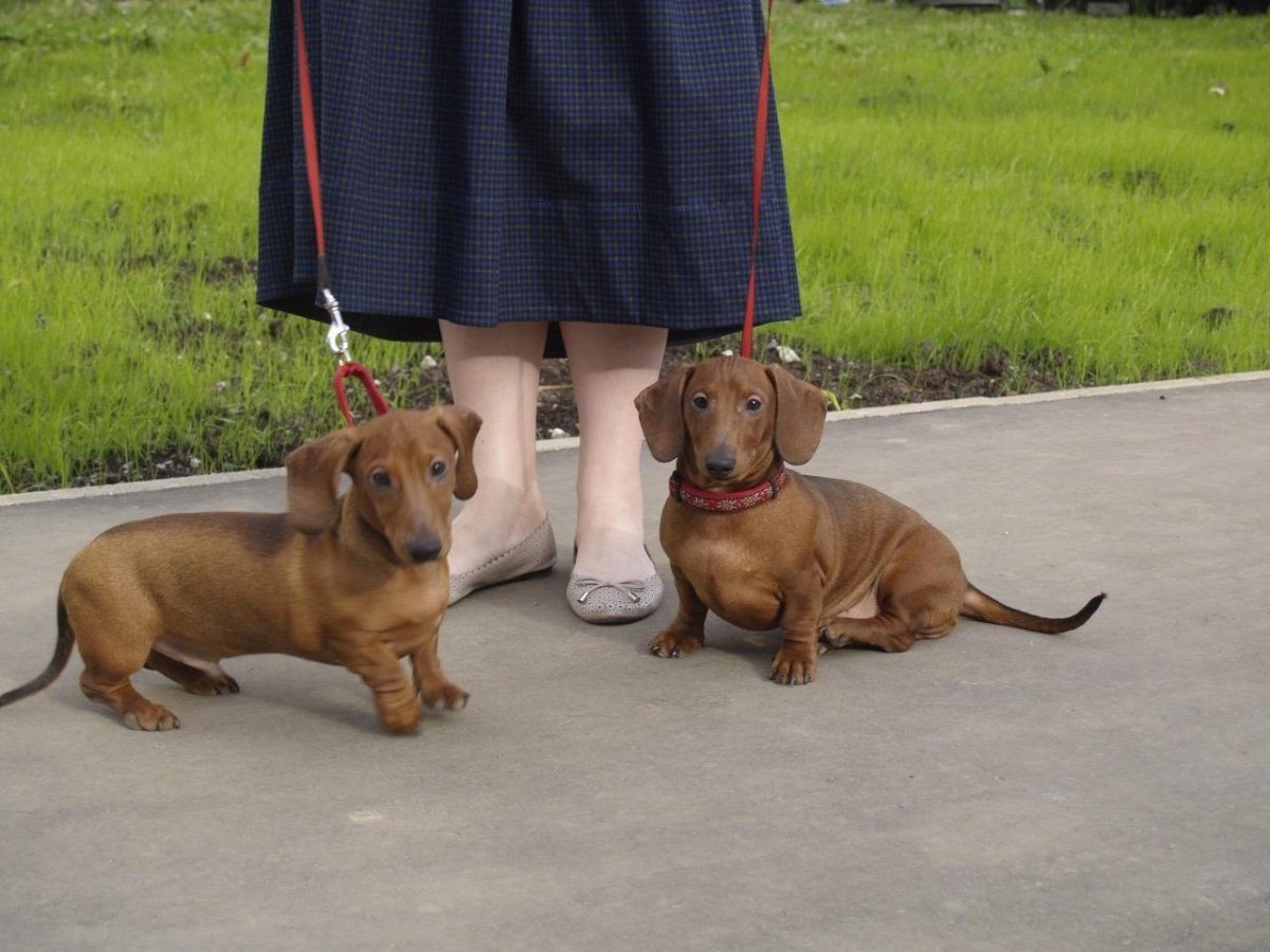 Такса миниатюрная гладкошерстная