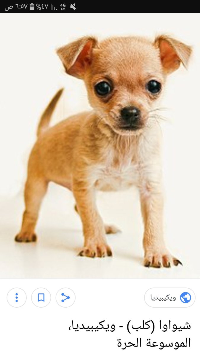 Чихуа Хуа пучеглазые