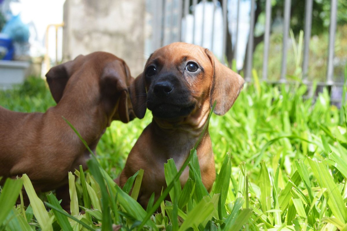 Карликовая такса