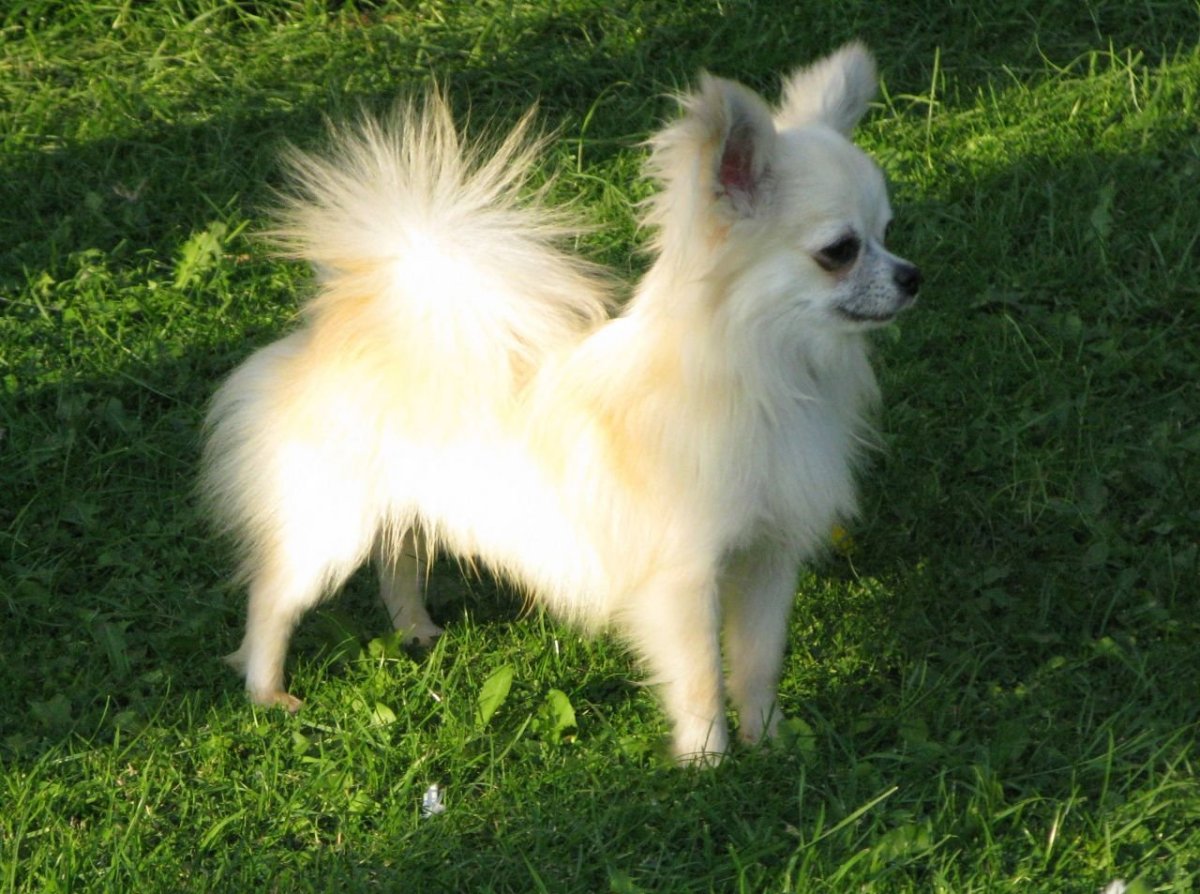 Чихуахуа гладкошерстные