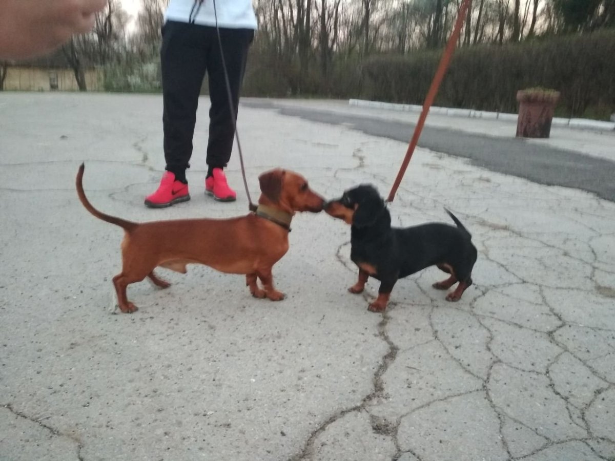 Карликовая такса в сравнении с обычной