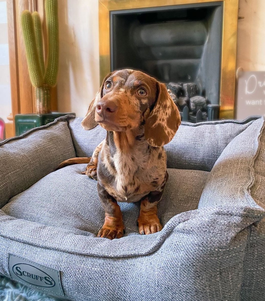 Порода карликовая такса