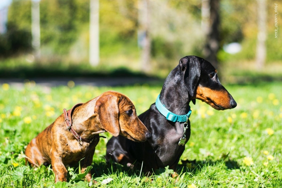 Карликовая такса