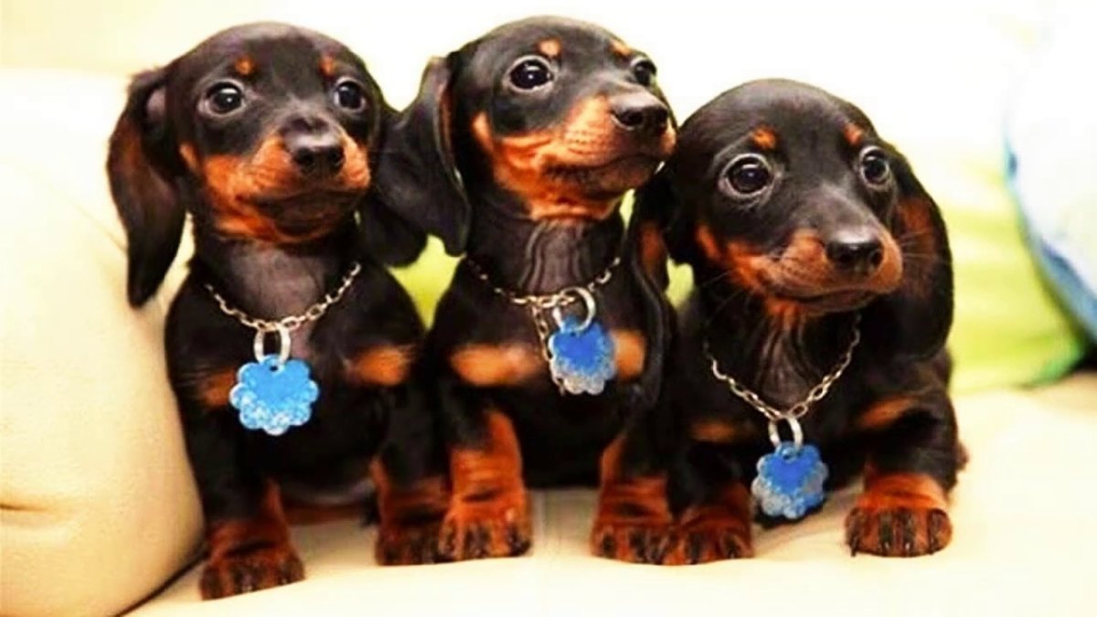 Карликовая такса прикол