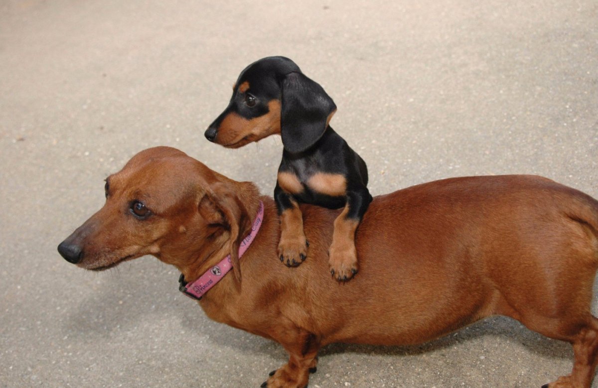 Кроличья такса взрослая