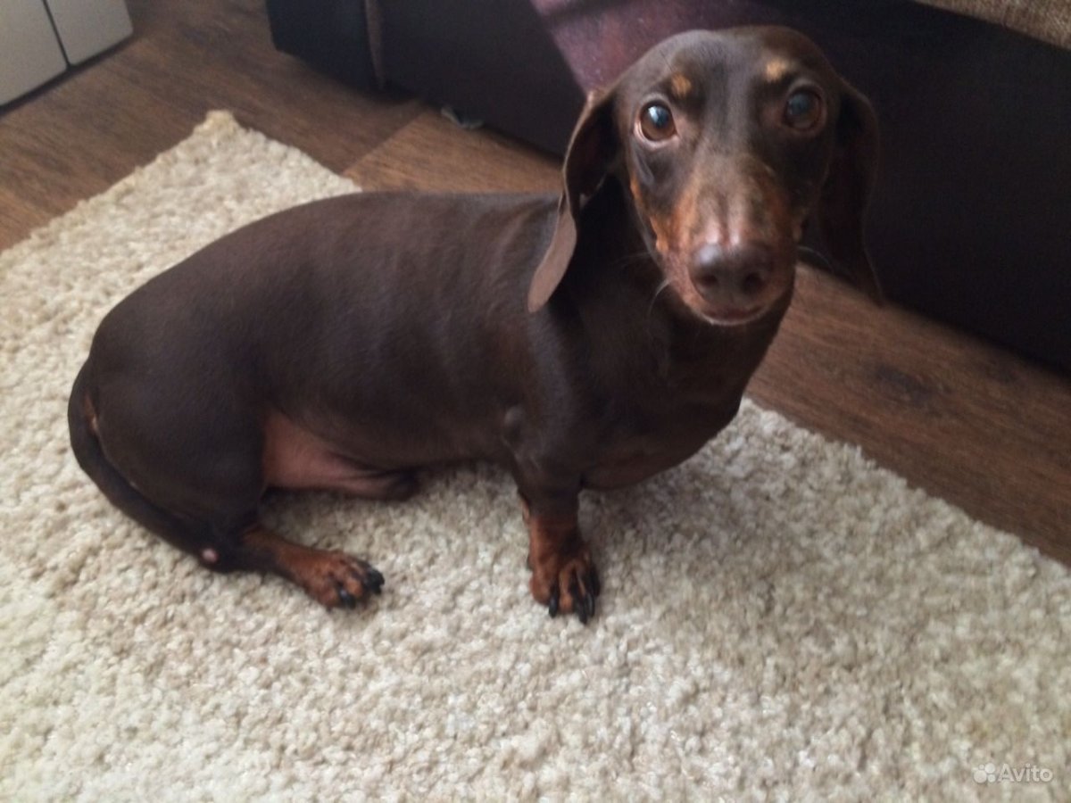 Собака такса Каштановая