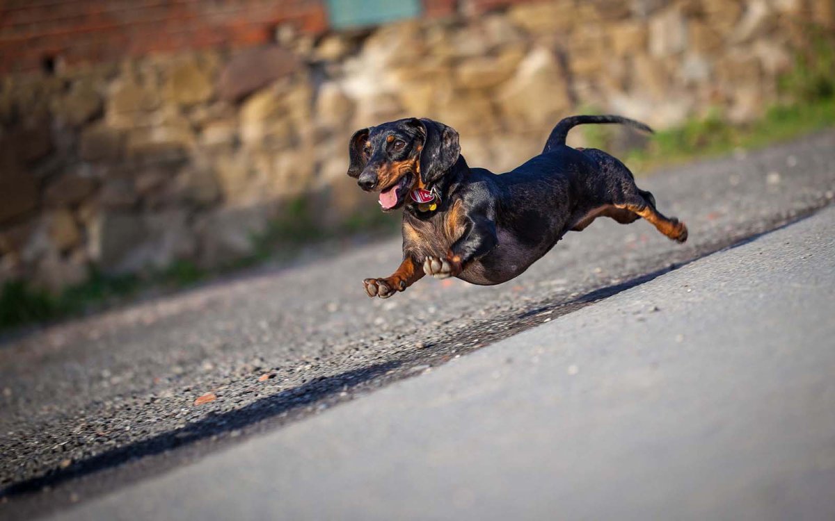 Австралийская такса