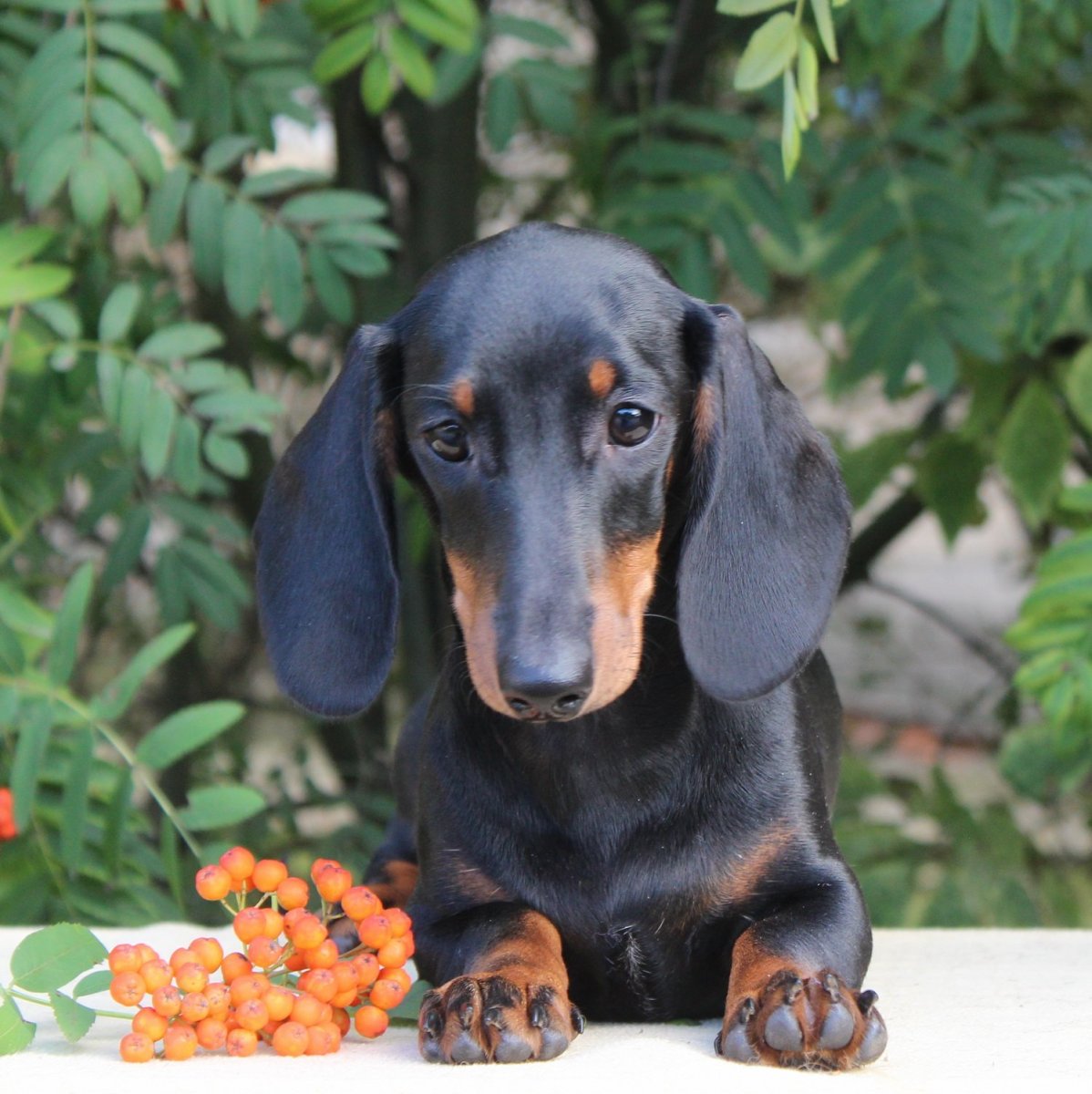 Такса собака короткошерстная