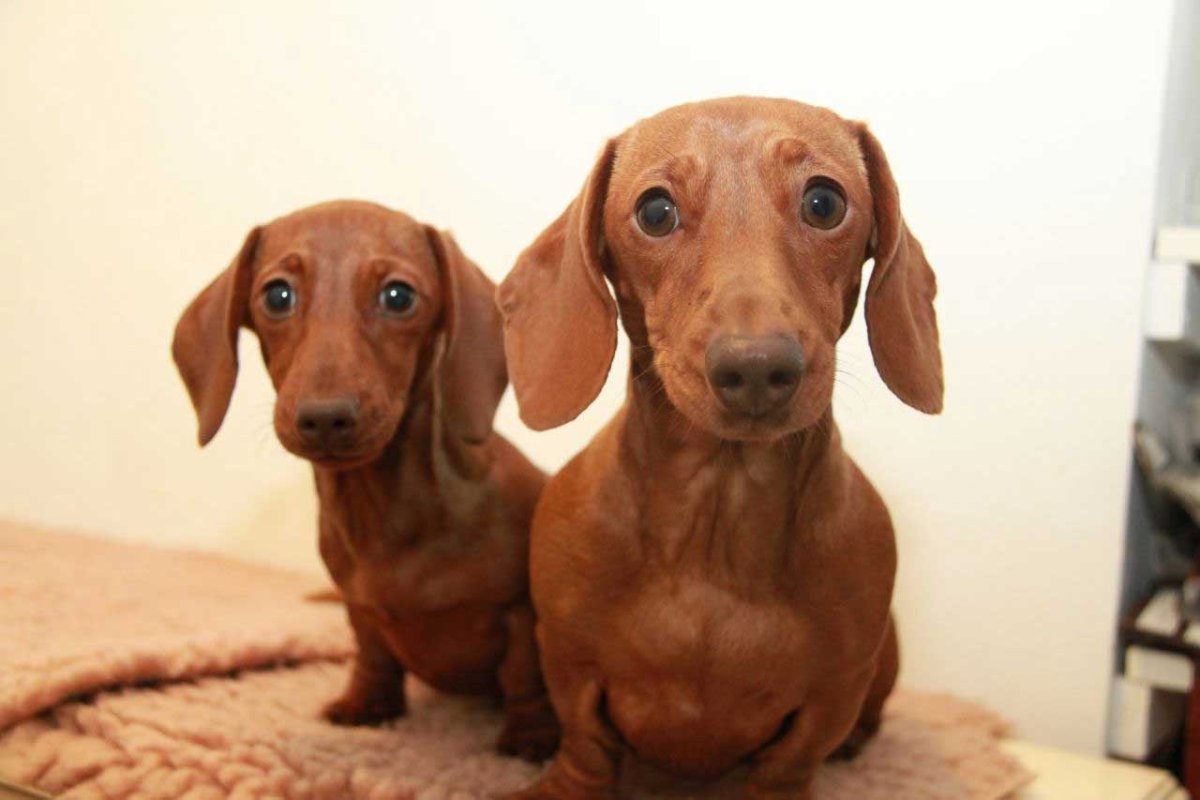 Красная такса