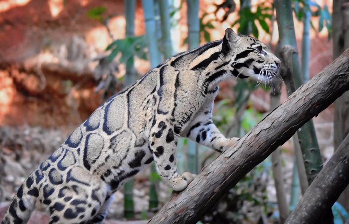 Дымчатый леопард меланист