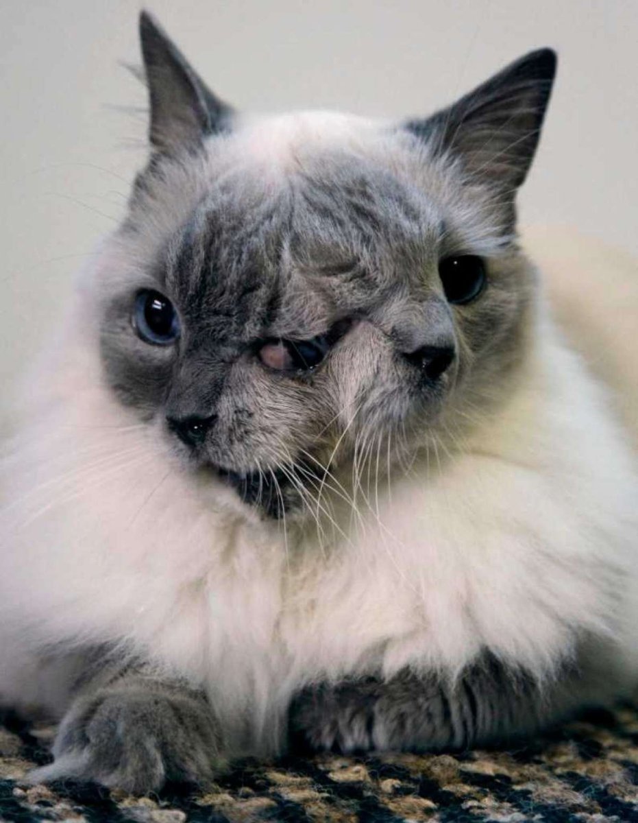 Кот Фрэнк и Луи